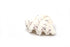 clam shell